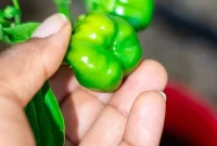 7 Profound Lessons Harvested From My First Garden