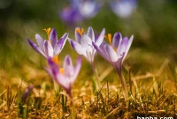 Six Sunday Snippets
