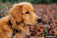 Breaking Free from the Fear of Dogs