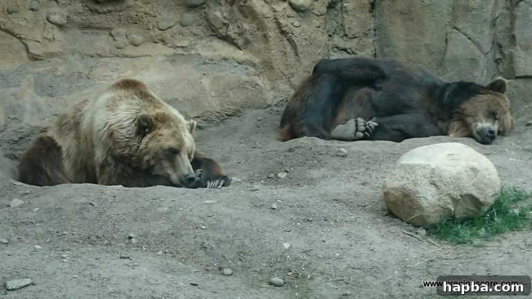 Minnesota Zoo Adventure 15 A large bear in its enclosure