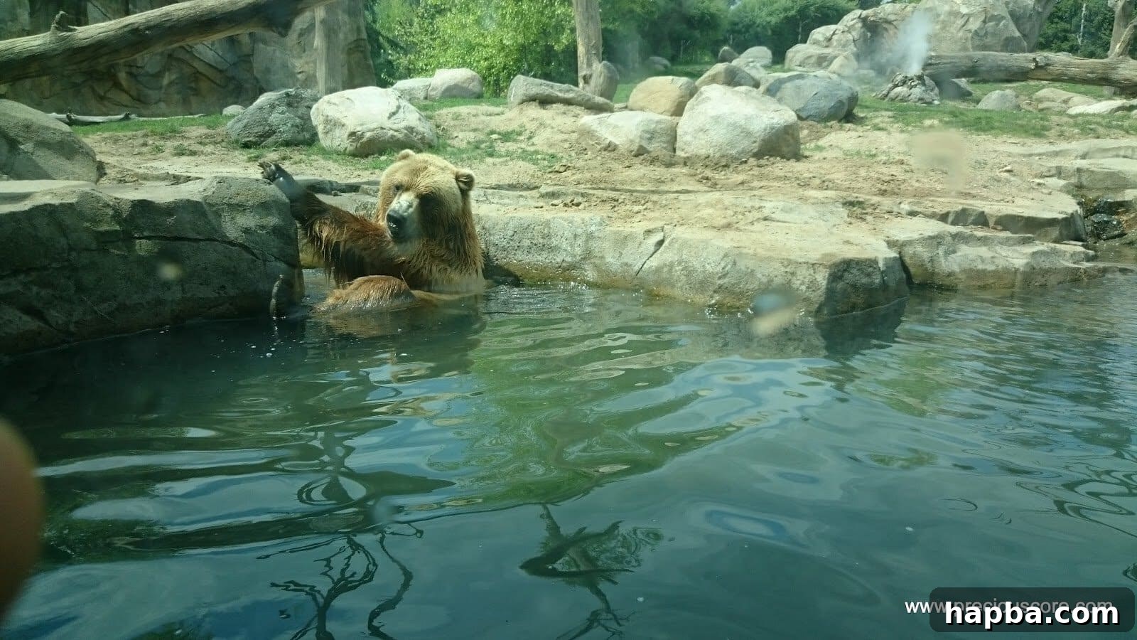 Minnesota Zoo Adventure 16 A large bear swimming gracefully in its pool
