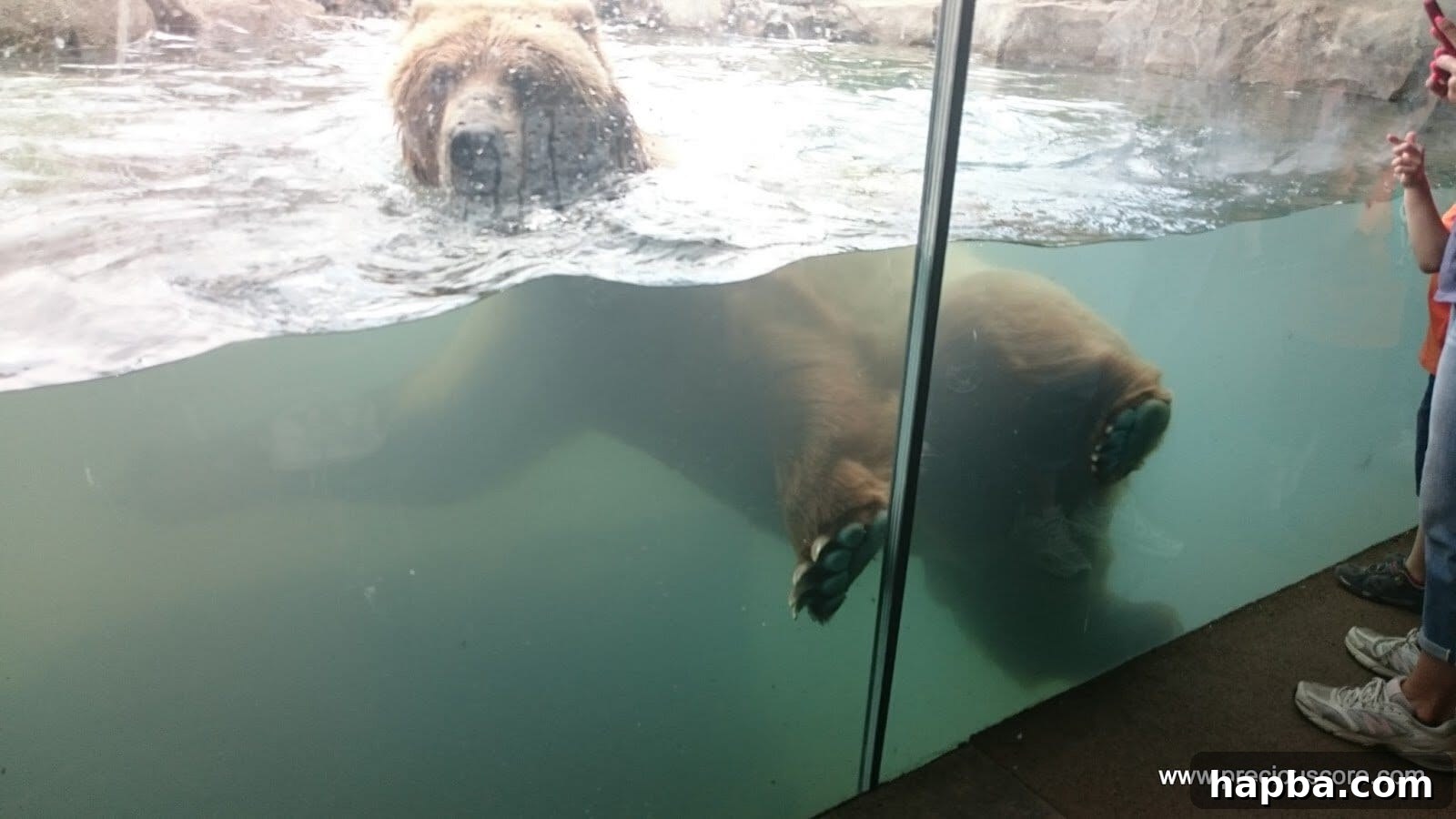 Minnesota Zoo Adventure 17 The bear continuing its playful swimming in the water