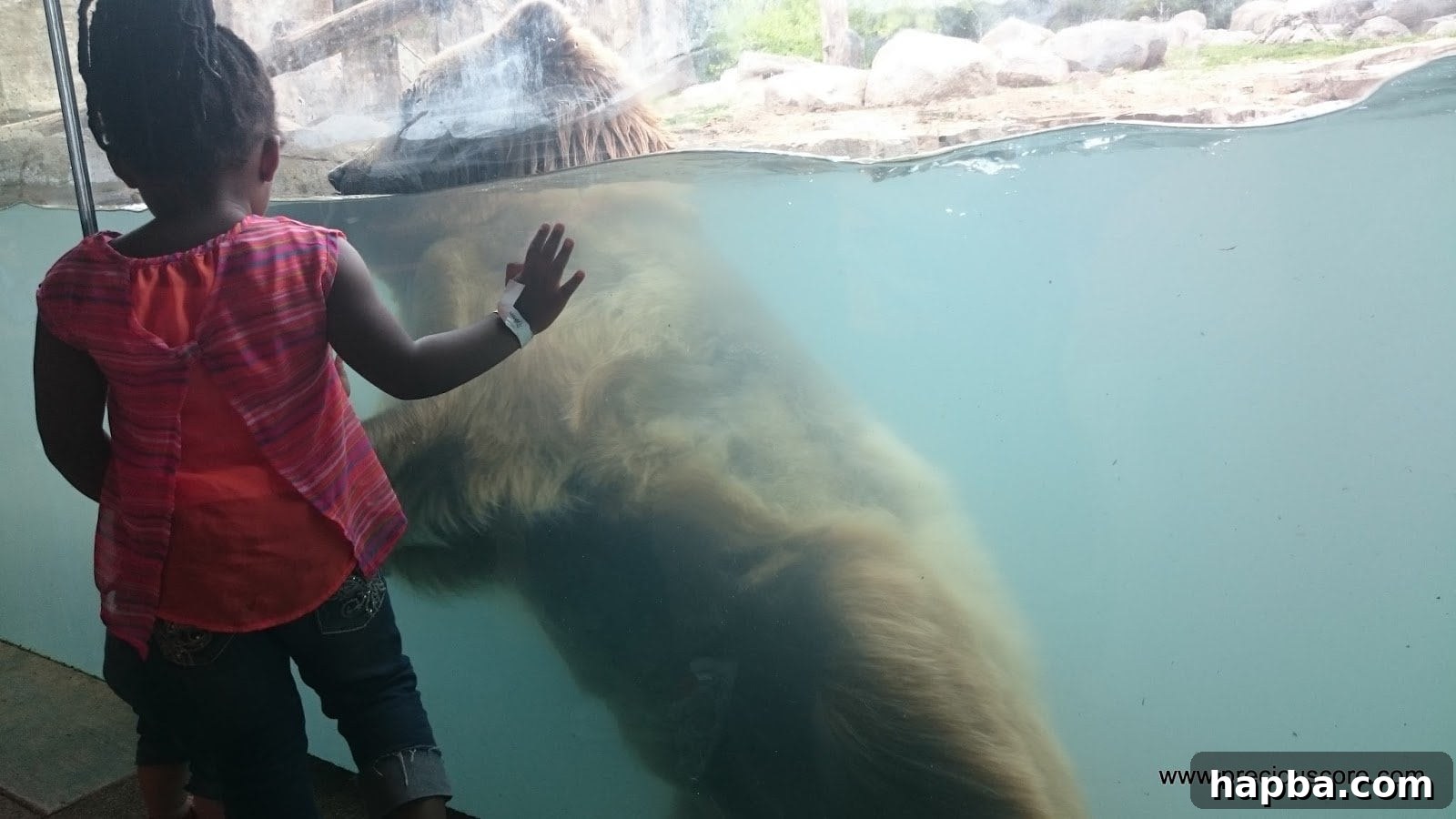 Minnesota Zoo Adventure 19 Daughters observing the bear, one close, one further away