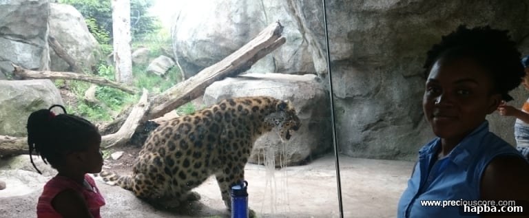 Minnesota Zoo Adventure 20 A leopard resting gracefully in its habitat