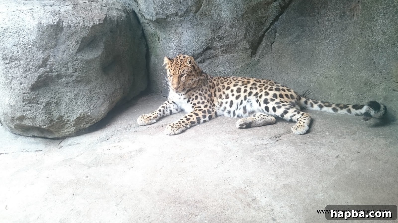 Minnesota Zoo Adventure 21 Another view of a leopard, showcasing its spotted fur