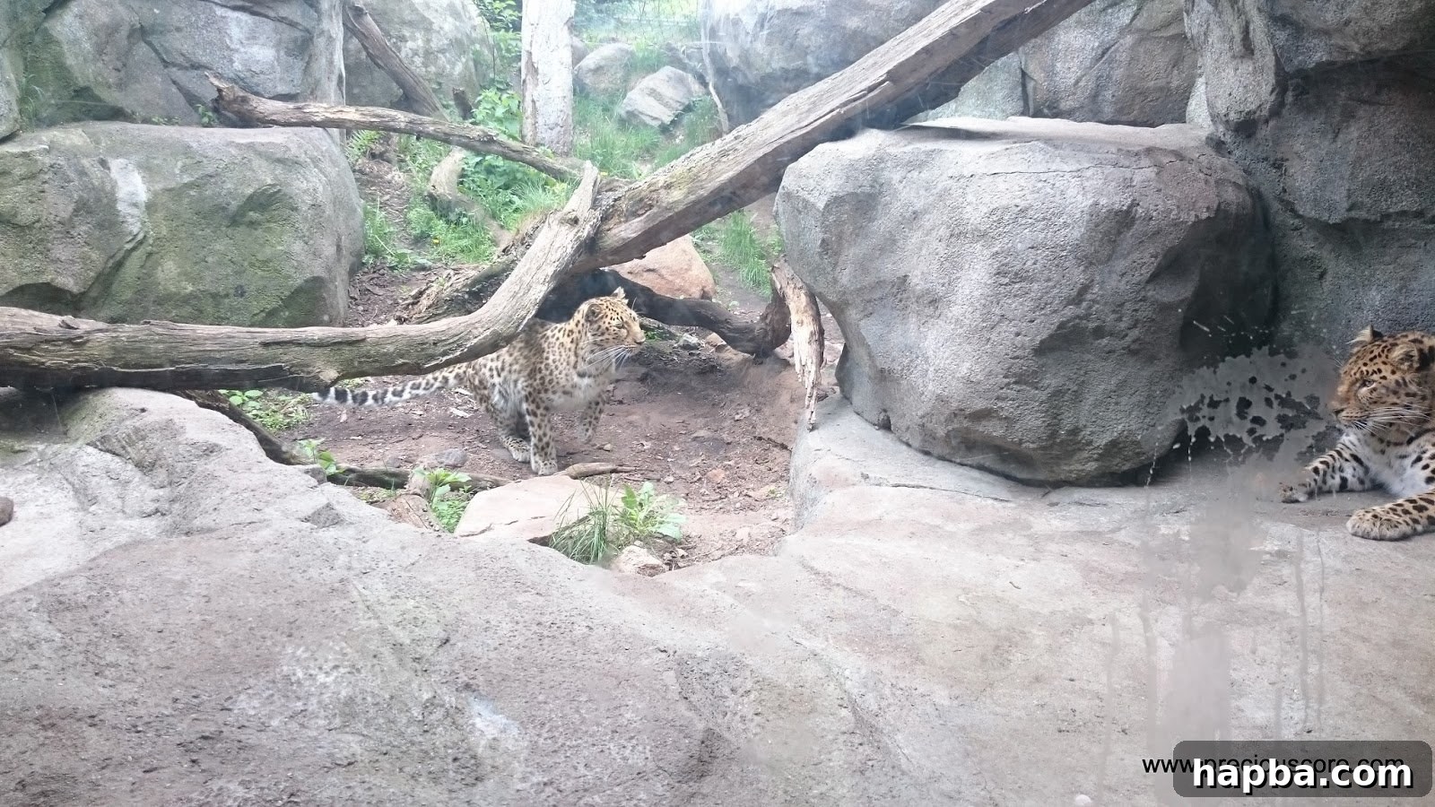 Minnesota Zoo Adventure 22 Leopard looking out from its enclosure