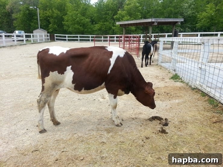Minnesota Zoo Adventure 5 A cow grazing peacefully at the animal farm