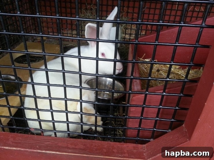 Minnesota Zoo Adventure 6 An adorable bunny at the animal farm