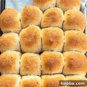 Baked honey whole wheat dinner rolls on a baking sheet lined with parchment paper