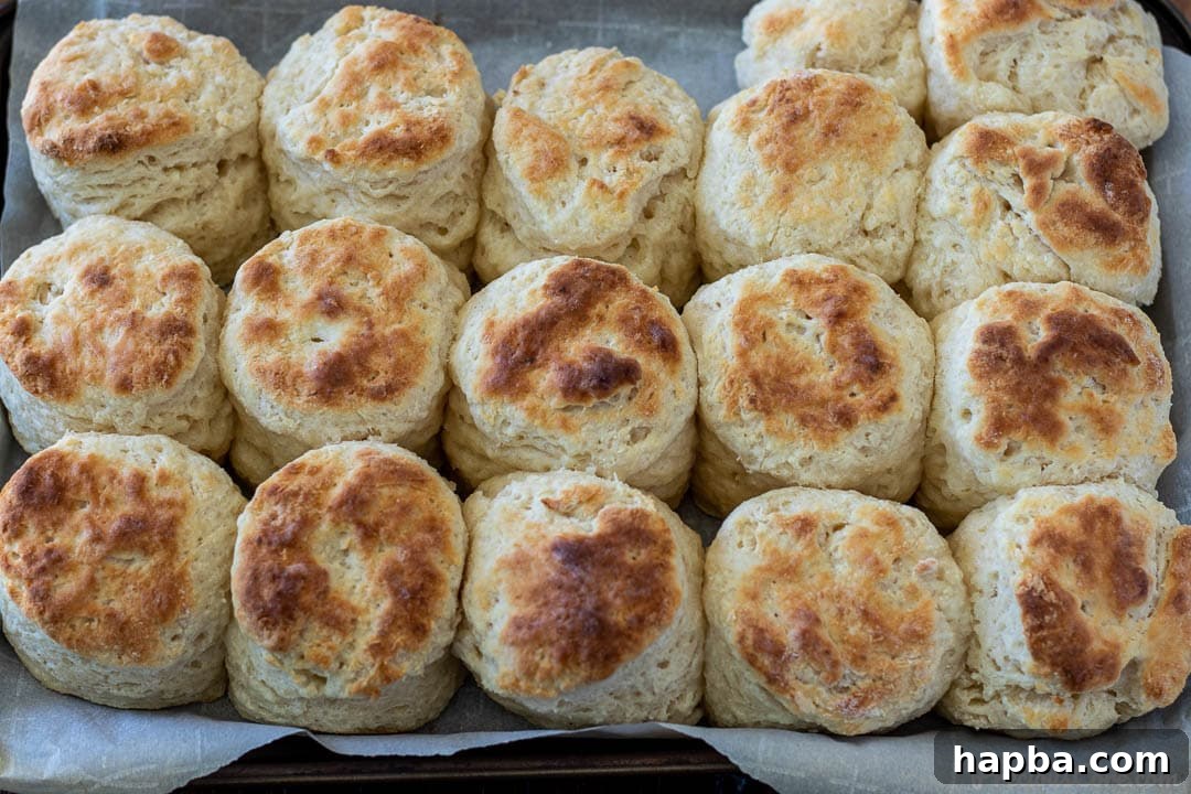 A baking sheet filled with perfectly golden, fluffy cream cheese biscuits, fresh from the oven.