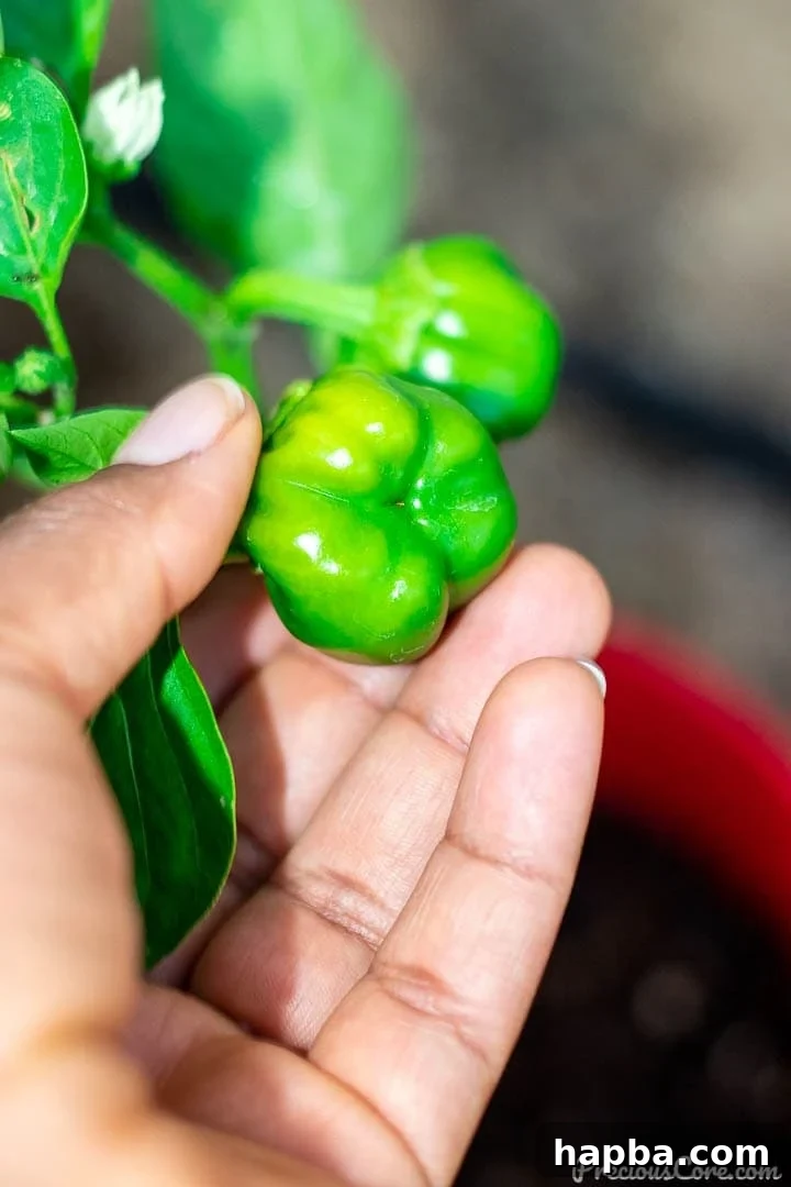 A hand gently cradling a vibrant young bell pepper, symbolizing the delicate start of a successful first garden