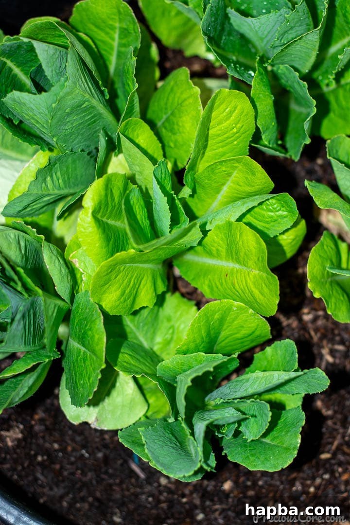 Lush green romaine lettuce plants thriving in a dedicated planter, showcasing healthy garden growth