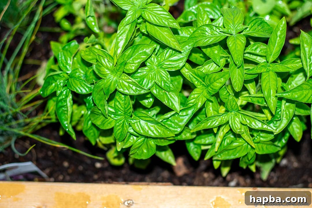 Fragrant basil leaves flourishing in a rustic wooden planter, ready for harvest in a home herb garden