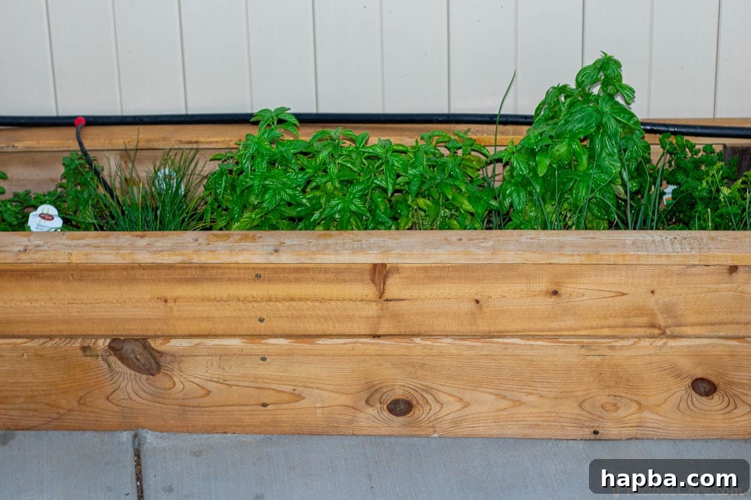 A variety of fresh herbs, including basil and parsley, growing vigorously in a stylish wooden planter box