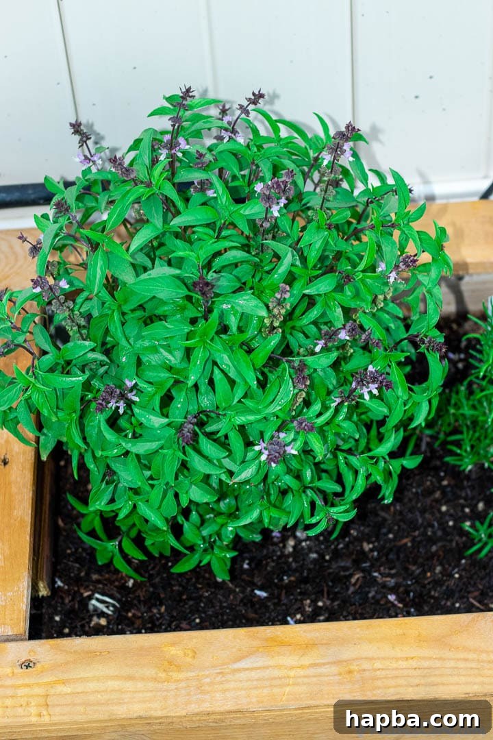 Close-up of vibrant Sweet Thai basil, its aromatic leaves promising flavor, nestled in a wooden planter