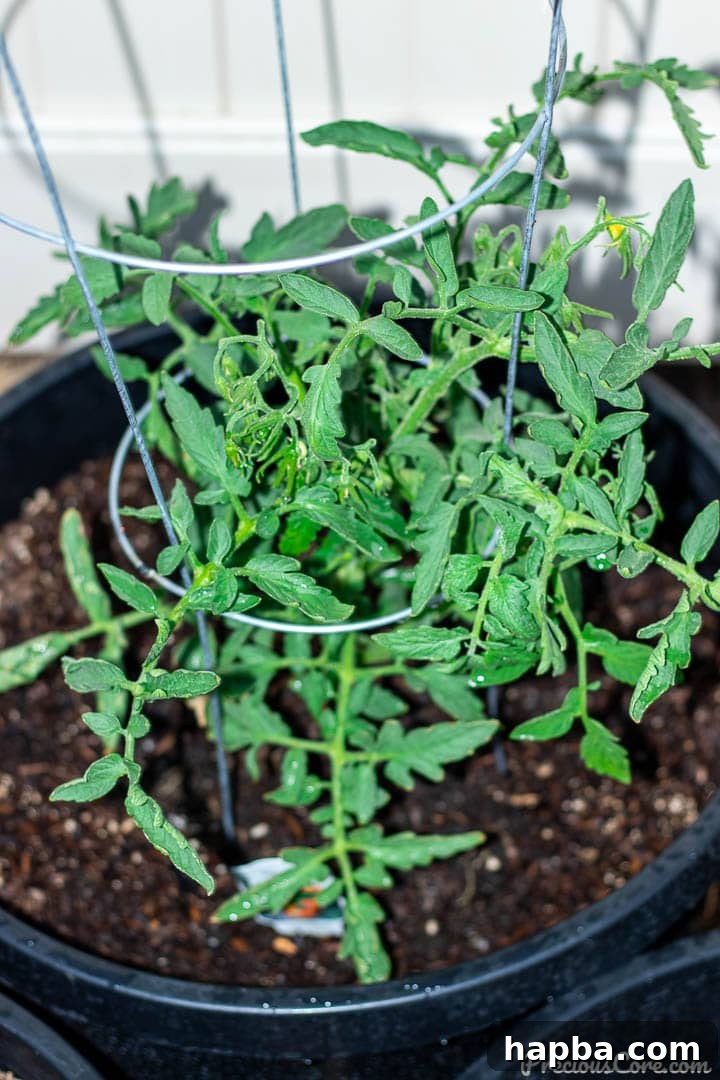 A healthy young tomato plant, with developing fruit, growing robustly in a container garden