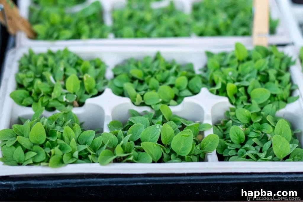 Rows of resilient young vegetable seedlings, including Njama Njama (garden huckleberry), flourishing in starter pots