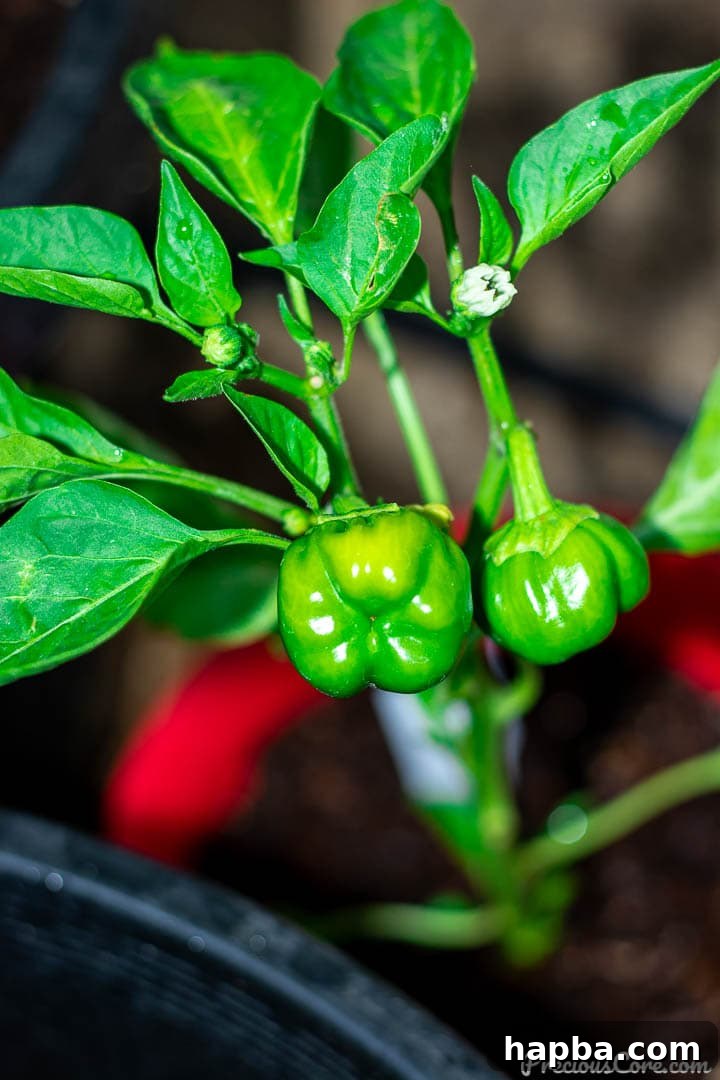 Two small, promising bell peppers beginning to ripen on the vine, a testament to persistent gardening efforts