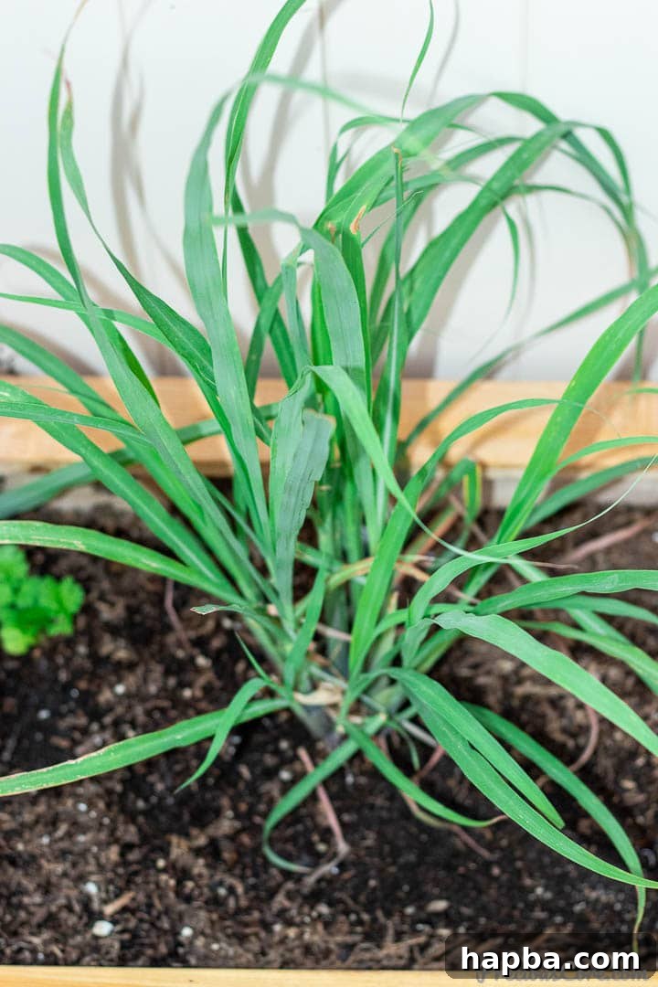 Tall, graceful lemongrass stalks growing in a garden, adding an exotic touch and aroma