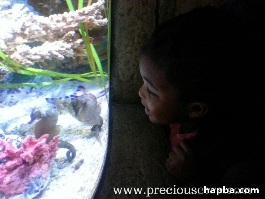 Child observing a large fish tank at Sea Life Aquarium
