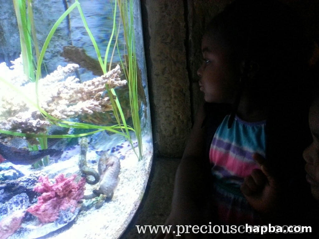 Underwater tunnel view with sharks and various fish at Sea Life Aquarium