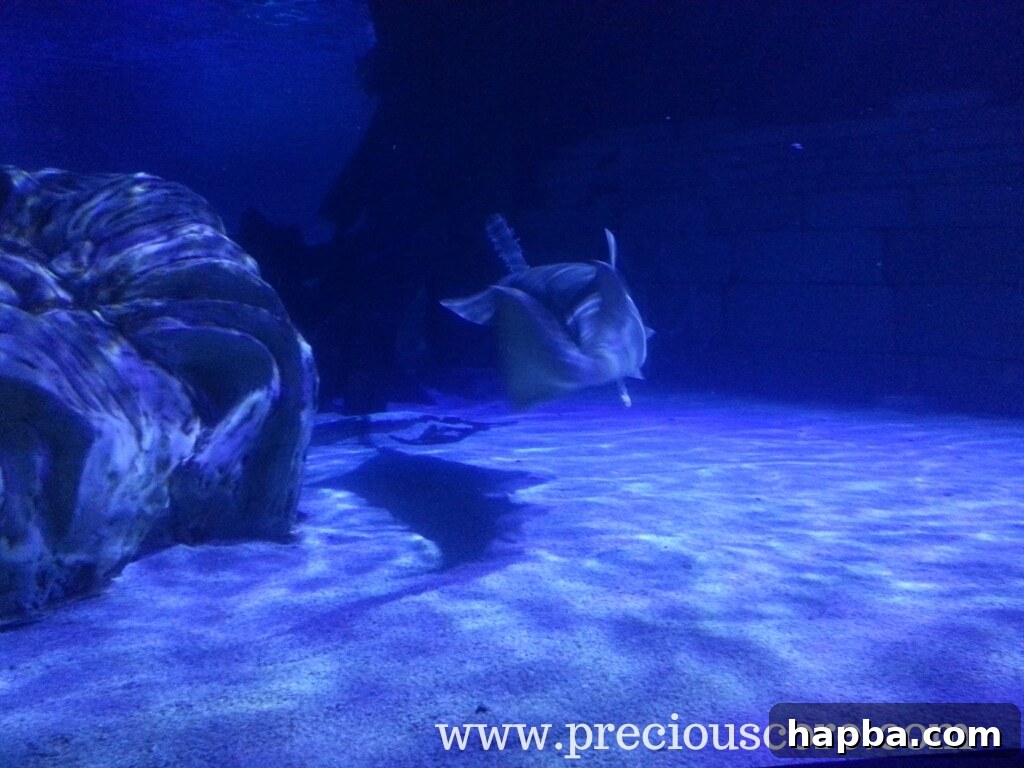 Child posing next to a large aquarium tank