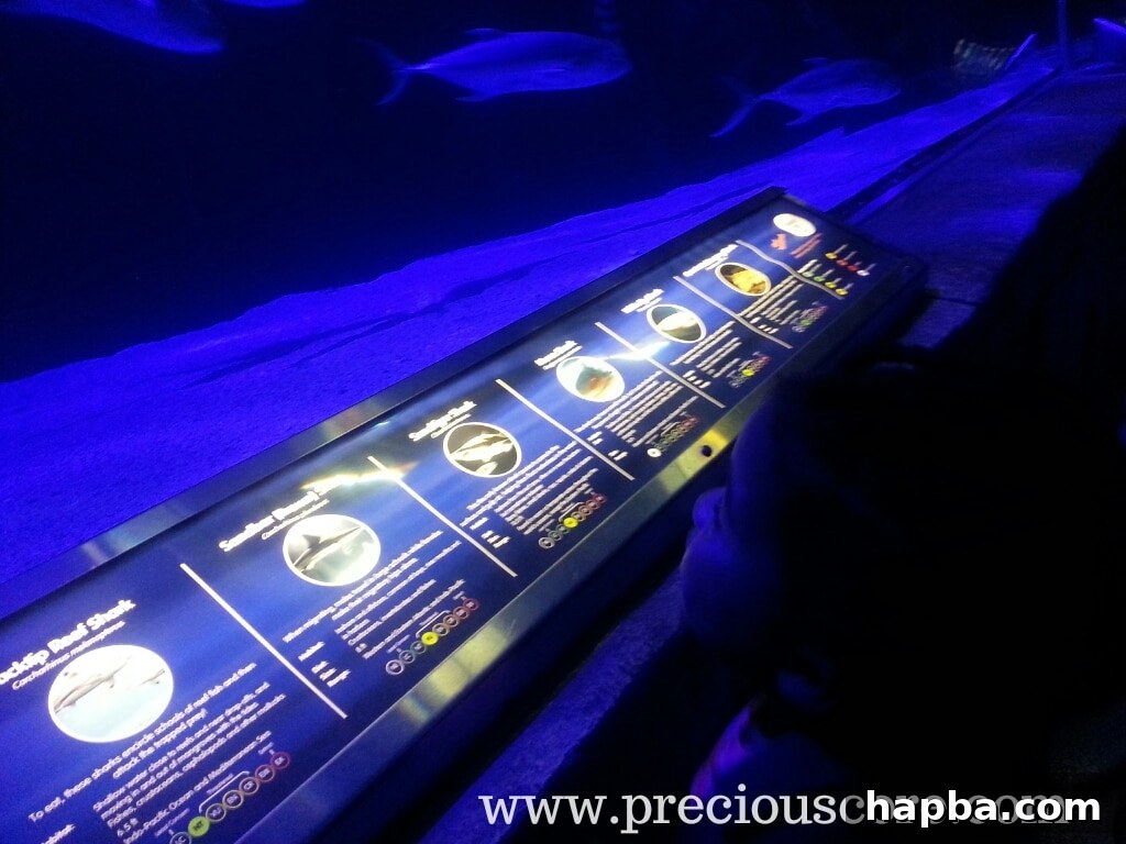 Another view of children at an aquarium exhibit