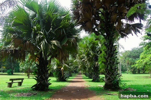 Lush green trees and exotic plants in Limbe Botanical Garden, Cameroon