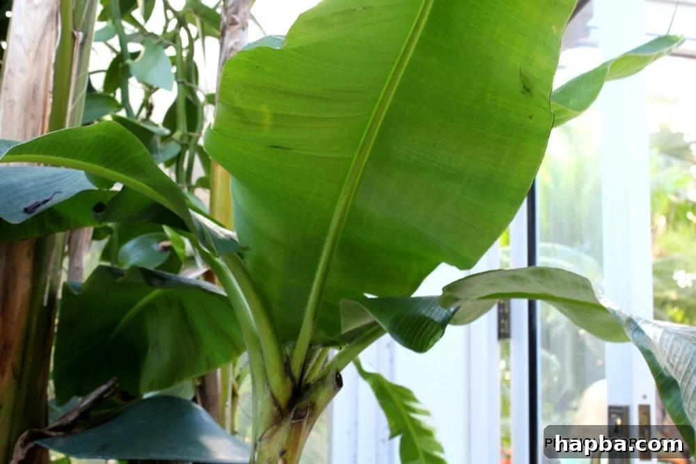 banana-plant-at-como-conservatory