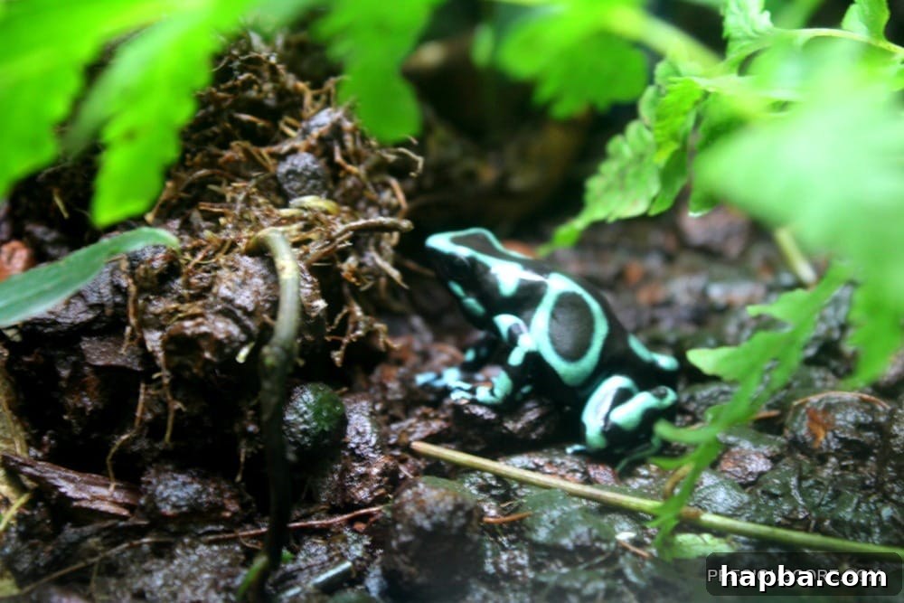 colourful-frog-at-como-zoo