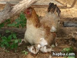 Contri Fowl (Local Chicken): A Cameroonian Culinary Gem A 'Contri Fowl' or free-range chicken, often seen foraging in Cameroonian villages, highlighting its natural environment and contribution to its distinct, rich flavor.