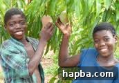 Nature in Cameroon: Africa in Miniature Lush, green natural landscape in Cameroon, showing vibrant trees and vegetation, symbolizing the country's rich biodiversity and the deep connection one can feel with its environment.