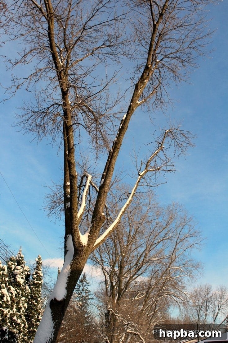 leafless-tree-in-the-winter