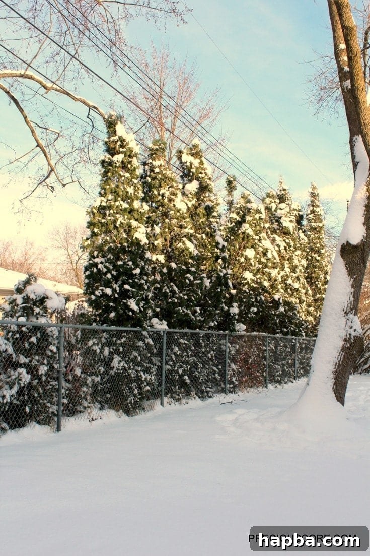 pine-trees-in-the-winter