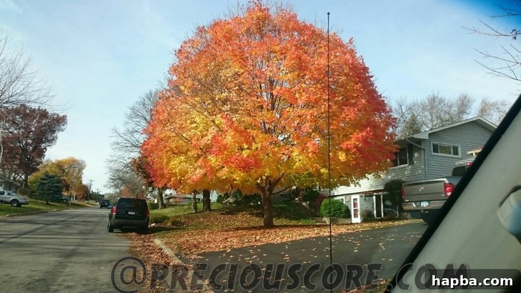 Spooky Photo Roundup 9 A beautiful autumn tree with vibrant red and orange leaves.