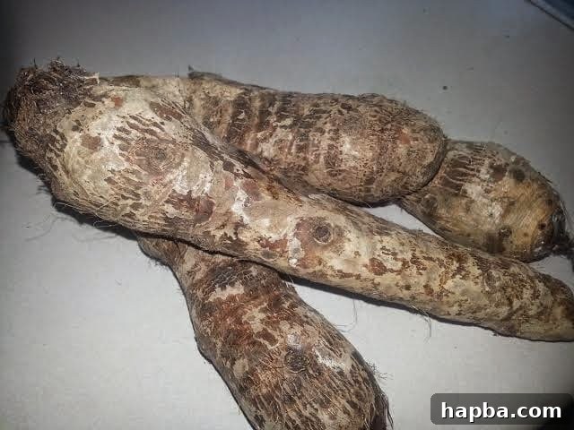 Peeled and prepared cocoyams ready for grating for Kwacoco Bible