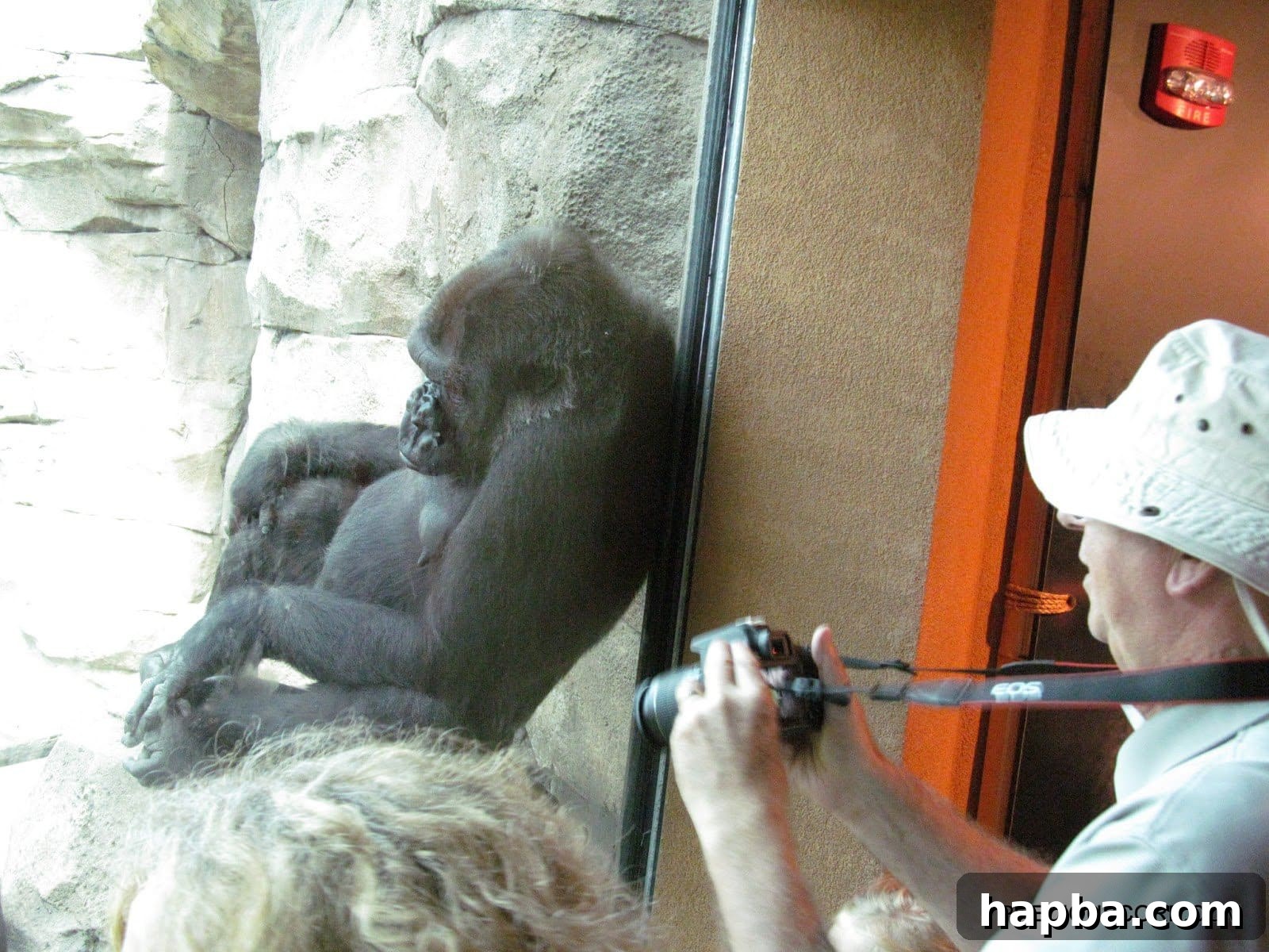 A large gorilla with a contemplative or 'sassy' expression at Como Zoo