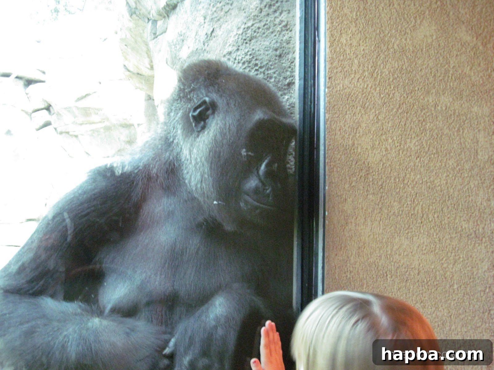 The powerful hands of a gorilla