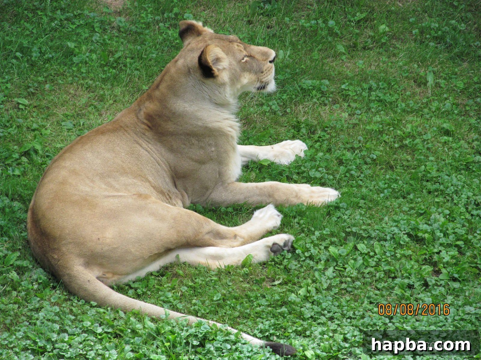 A stunning lioness resting at Como Zoo, Minnesota