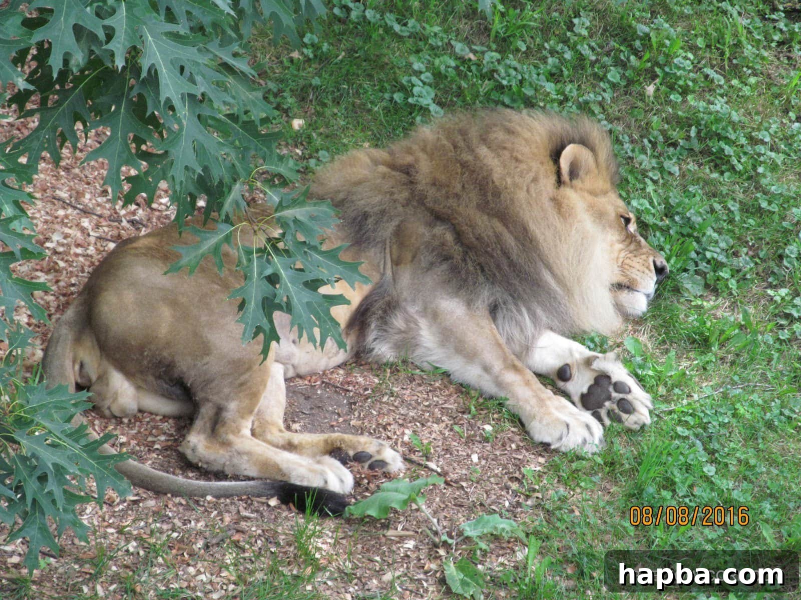 A majestic lion peacefully sleeping at Como Zoo