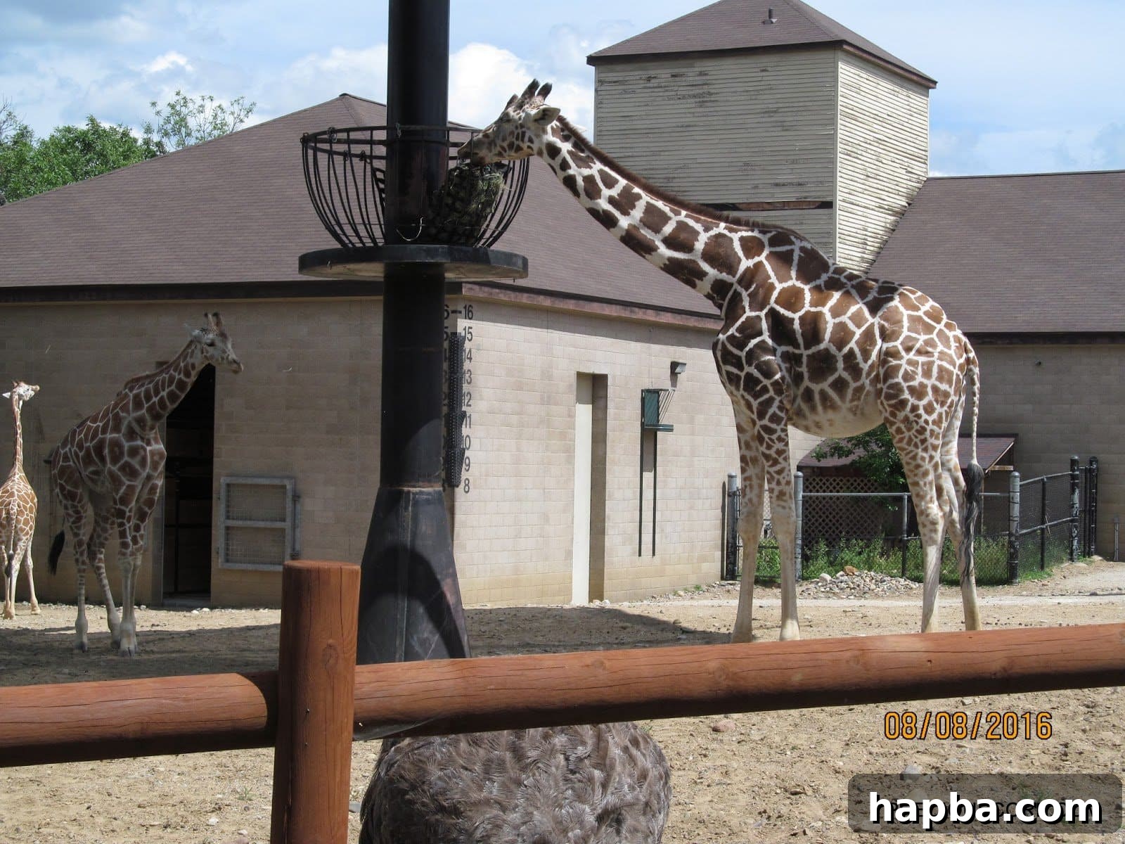 Graceful giraffes with their long necks at Como Zoo