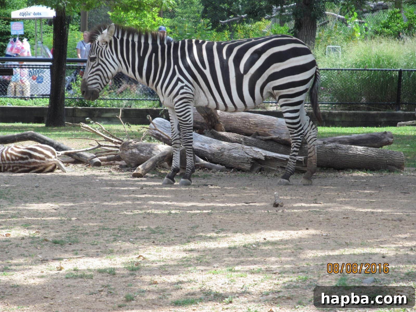 A herd of zebras with striking stripes