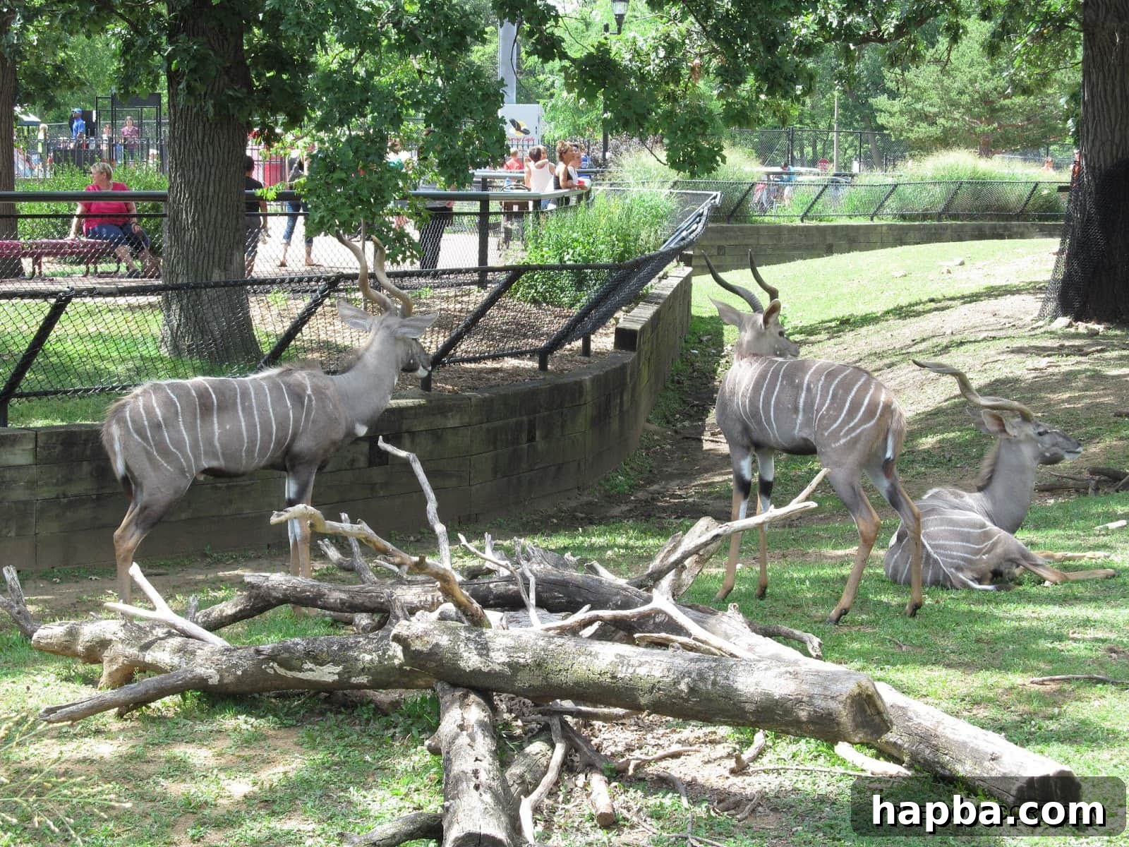 Elegant deer-like animals with antlers