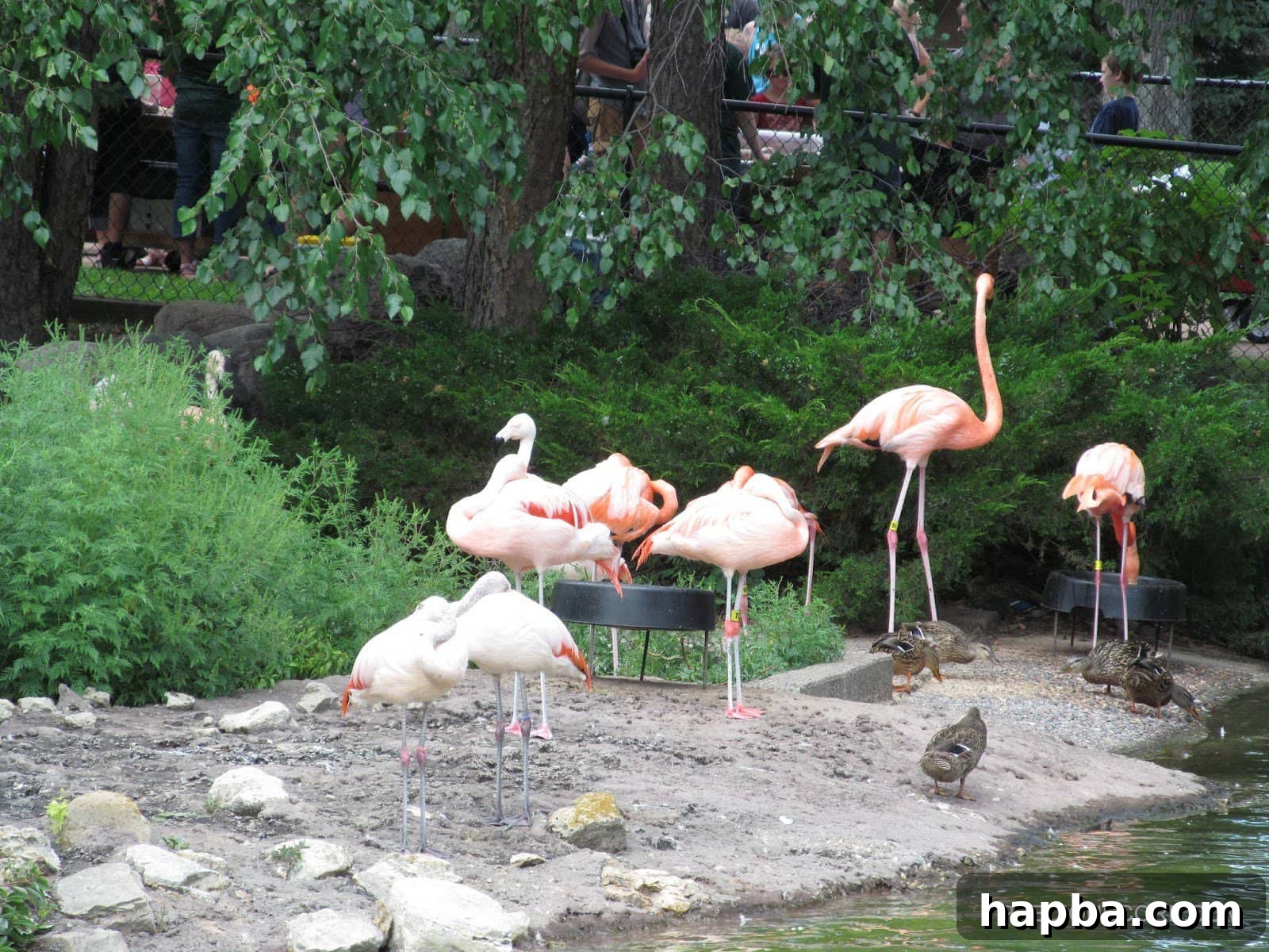 A group of beautiful pink flamingos standing in water