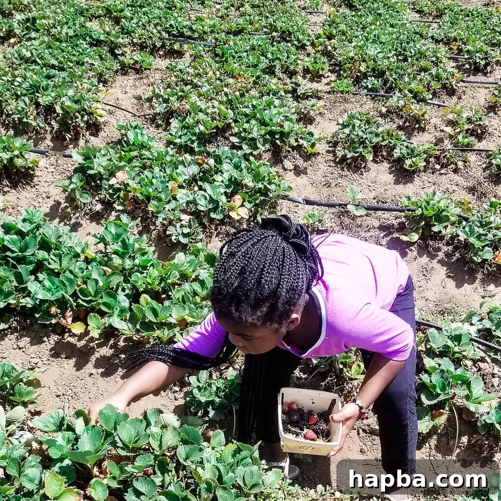 Girl crouching to pick strawberries.