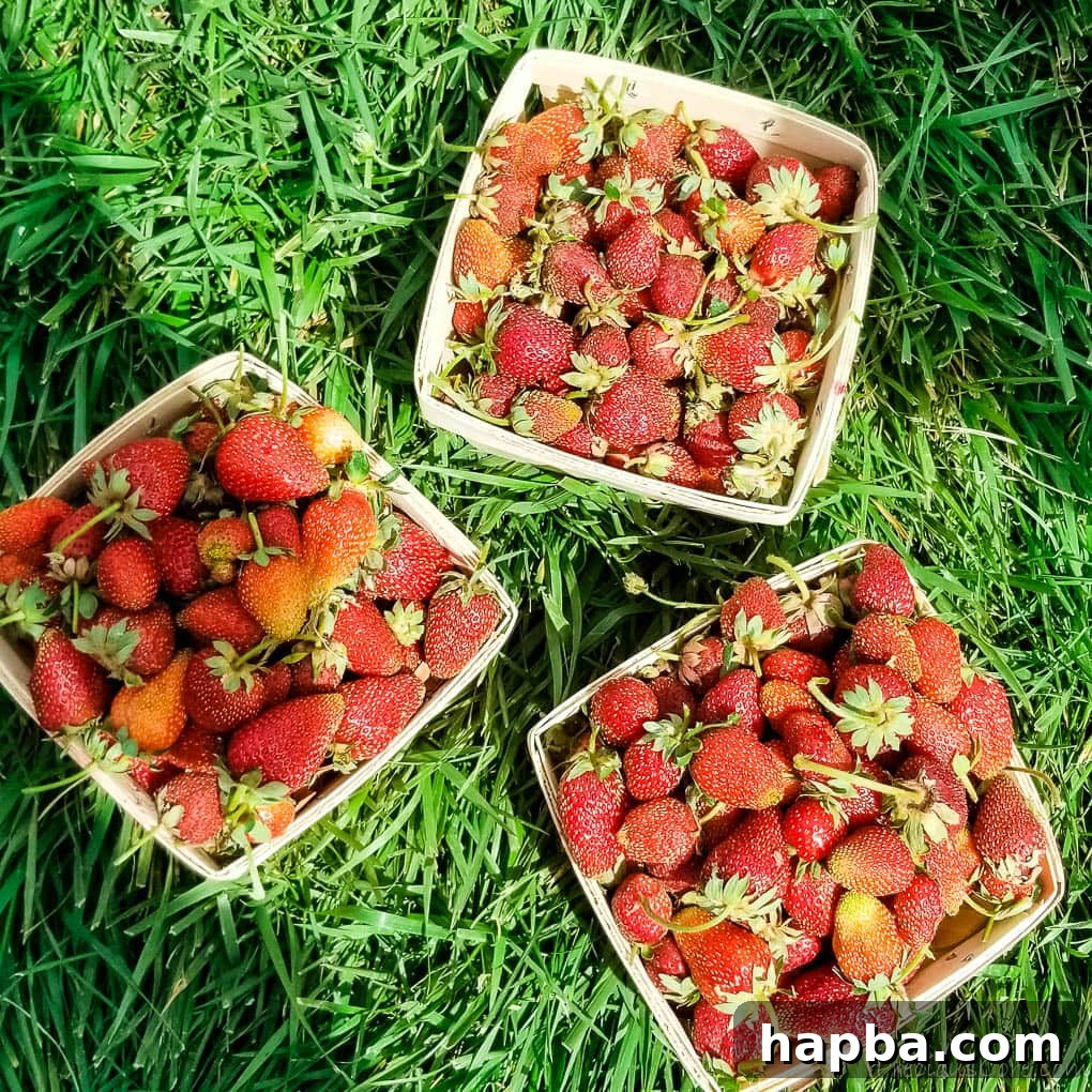 Three containers of freshly-picked strawberries.
