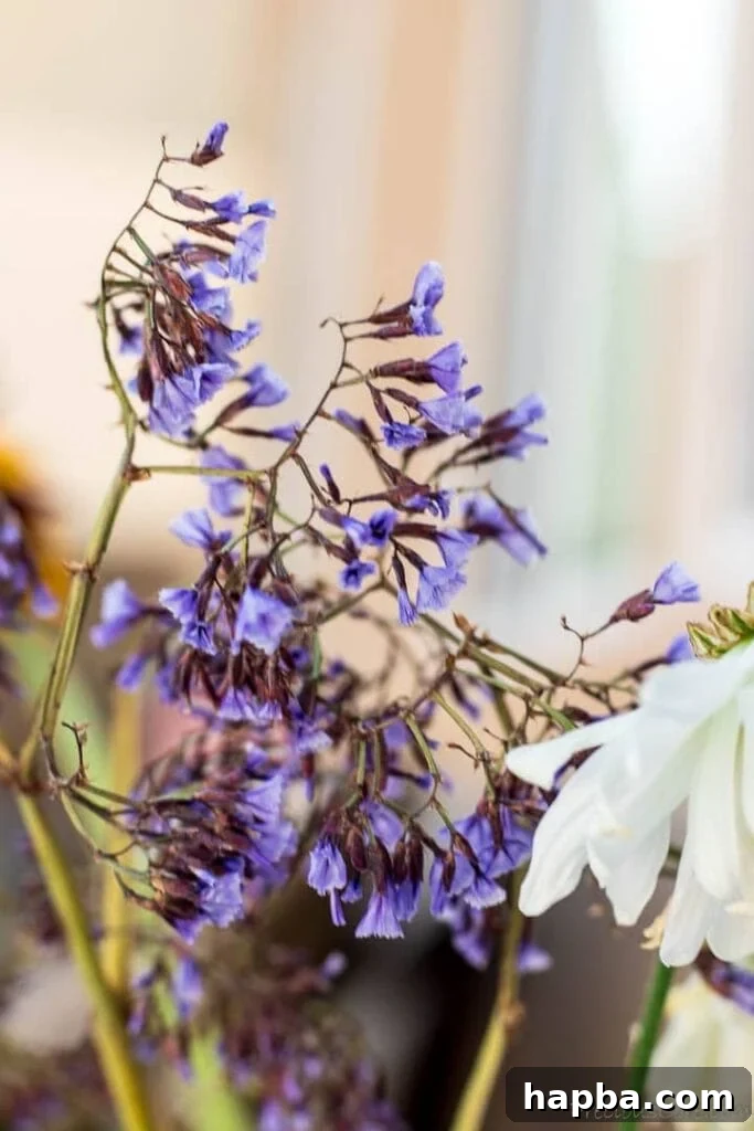 Small purple flowers in garden.