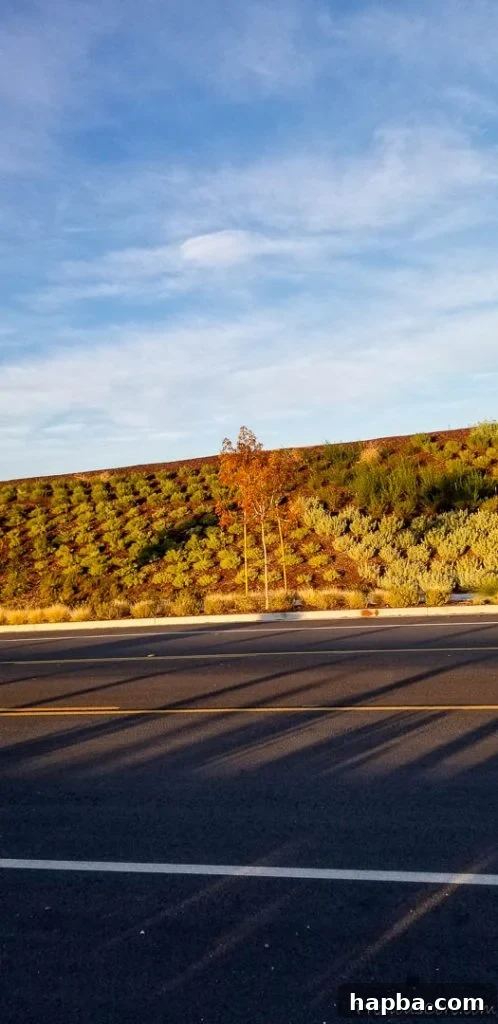 December Dialogue 3 road, sky, plants on a slope